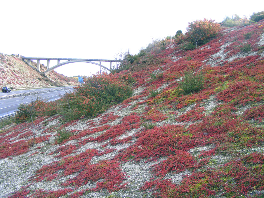 Cotoneaster & Wayfaring