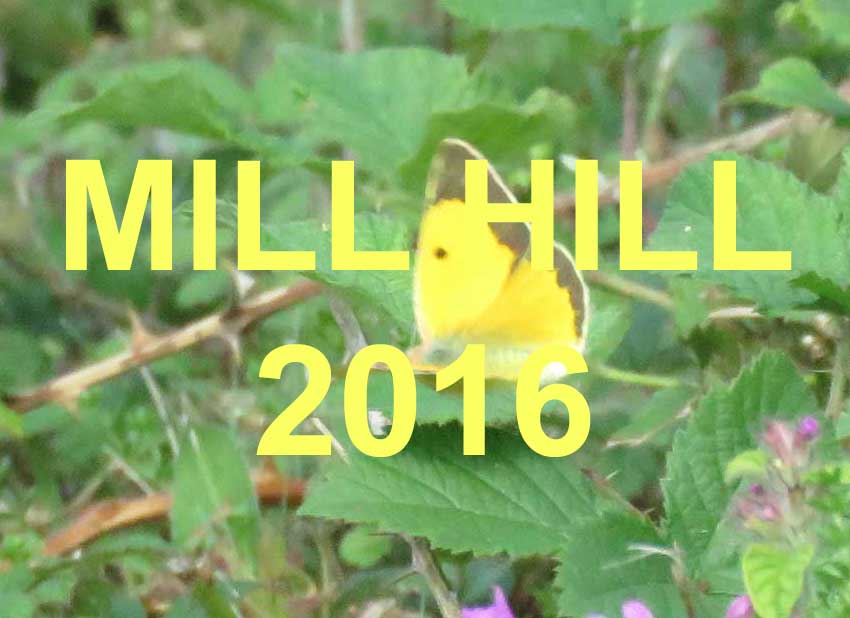 Link to the Mill Hill Nature Notes 2016 web pages