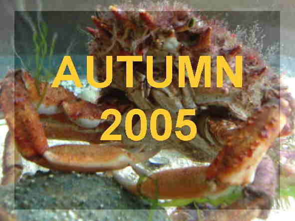 News Reports: October - December 2005