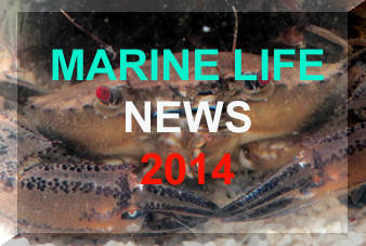 Link to the main news page for 2014