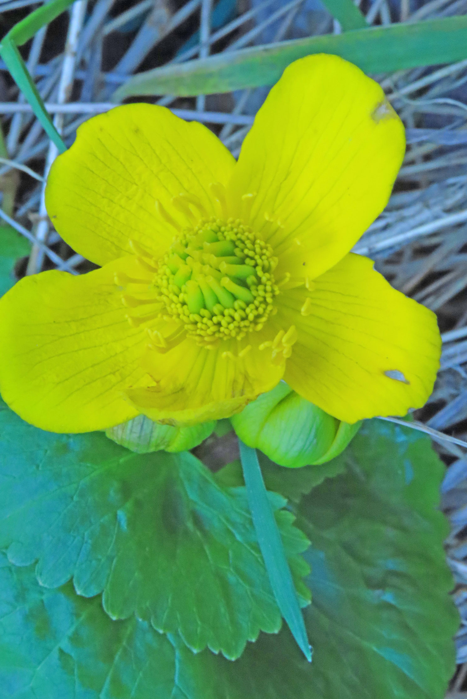 Marsh Marigold