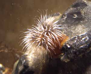 Young specimen (Photograph by Andy Horton)