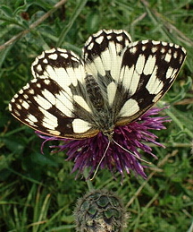 Marbled White (photograph by Ray Hamblett)