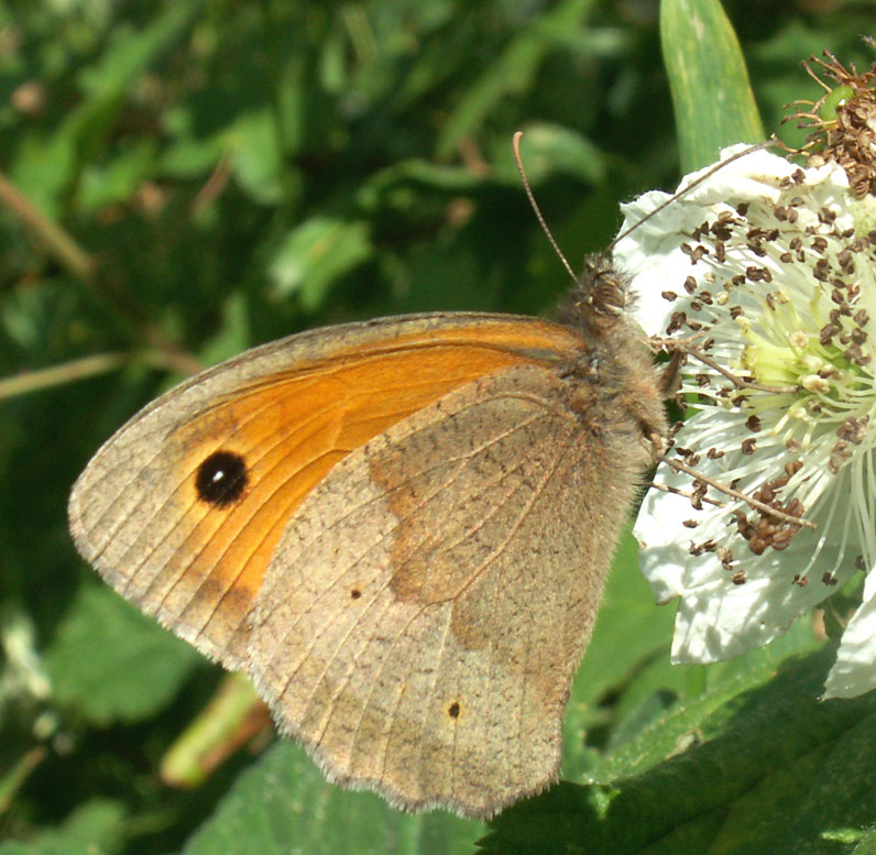 Meadow Brown (male)