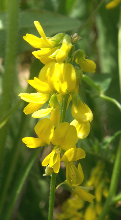 Meadow Vetchling on the northern bank