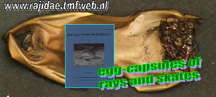 Egg Capsules of Rays & Sharks (Link)