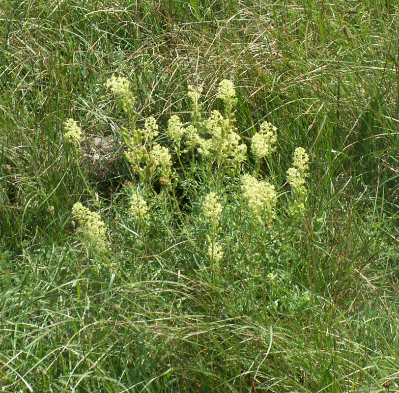 Wild Mignonette on the short grassy slopes of Mill Hill.