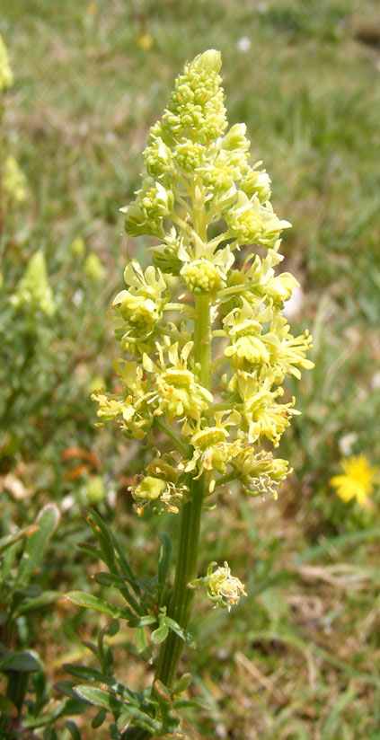 Wild Mignonette, Reseda lutea