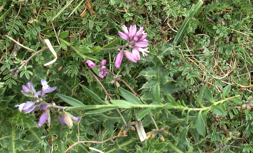 Milkworts (with the leaves if you look closely)