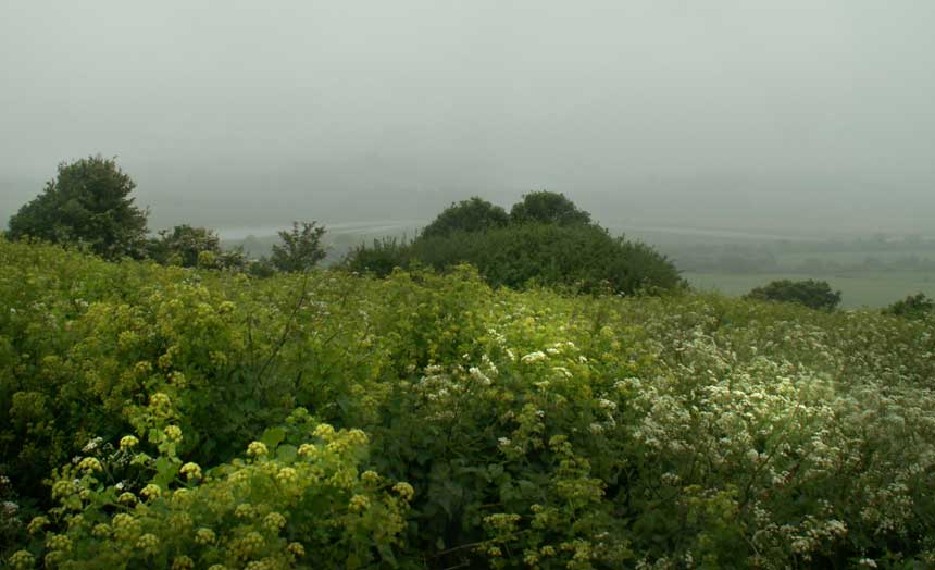 Alexanders and Cow Parsley on the southern part of Mill Hill Nature Reserve