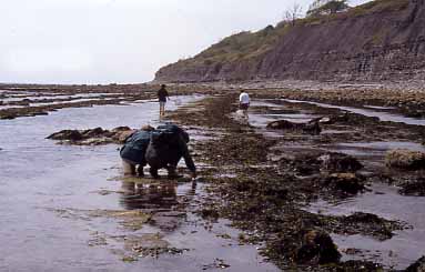 Monmouth Beach, west Lyme Regis (Photograph by Andy Horton)