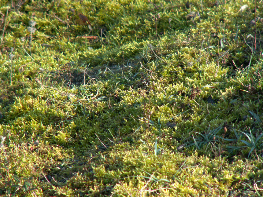 Moss covering about an acre of the crumbly chalk on Mill Hill Cutting SW