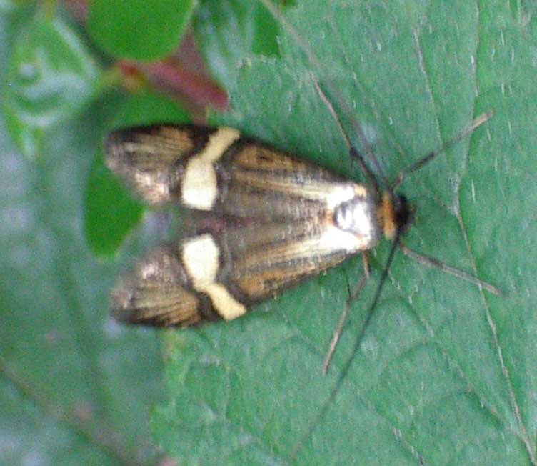 A small moth from the Slonk Hill Cutting south bank