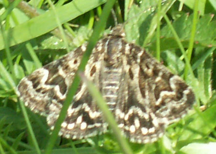 Mother Shipton Moth