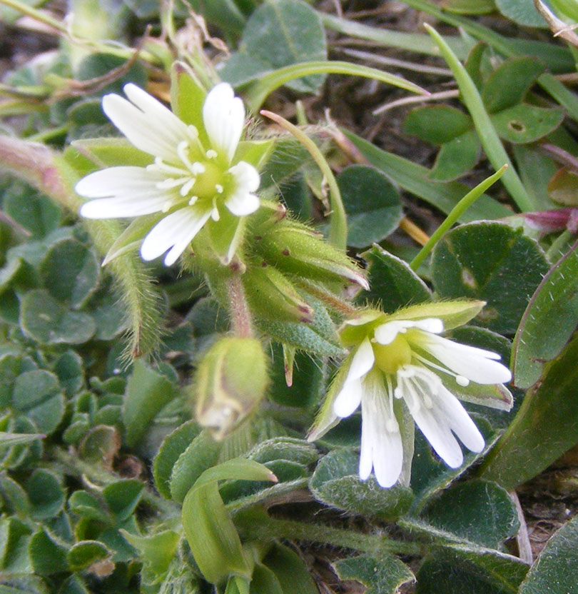 Common Mouse-ear