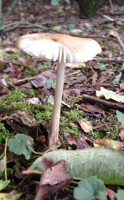 Solitary mushroom amongst the leaf litter