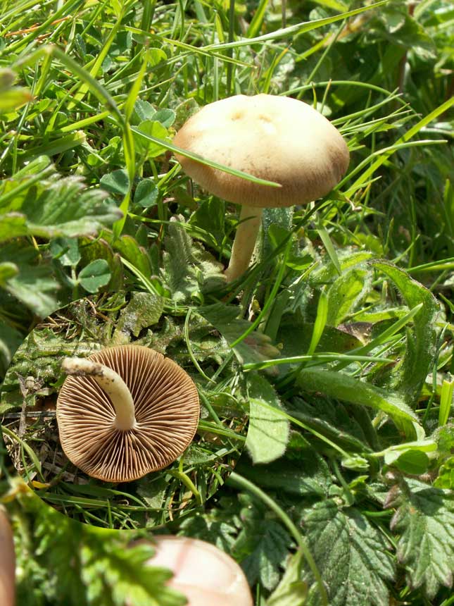 Mushroom from the lower slopes, but also occuring above the ridge