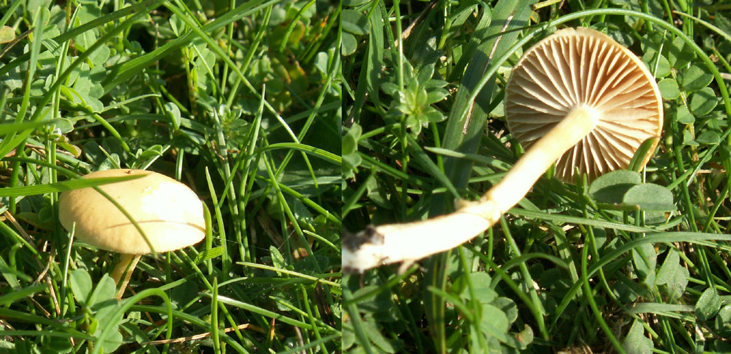 Unidentified small mushroom