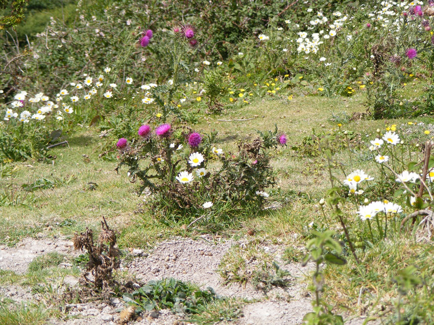 Musk Thistle and Ox-eye Daisies on the upper part of the lower slopes, just below the ridge, north-west of the Reservoir