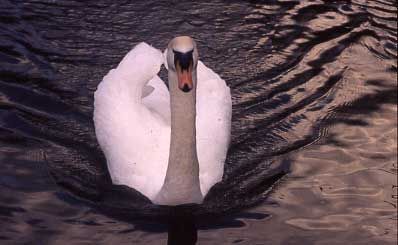 Swan (Photograph by Andy Horton)