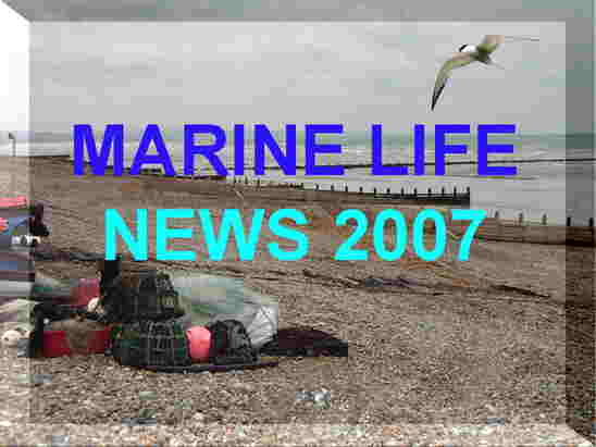 Link to the British Marine Life News 2007