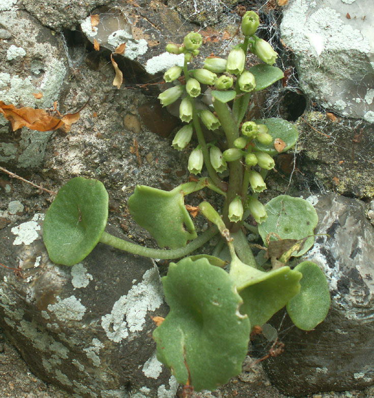 Navelwort