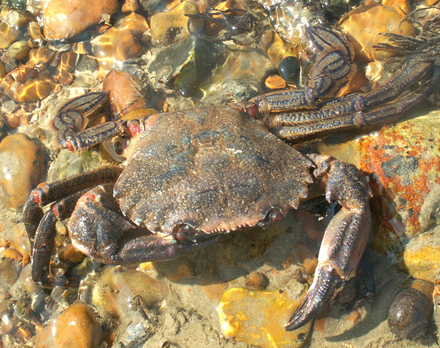 Velvet Swimming Crab