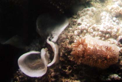 Onchidoris bilamellata laying spawn