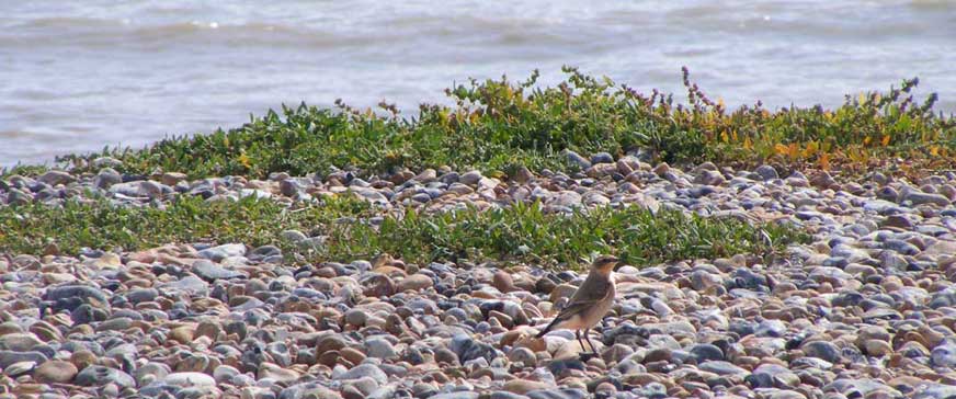 Whaeatear on the shingle and Orache, east Worthing