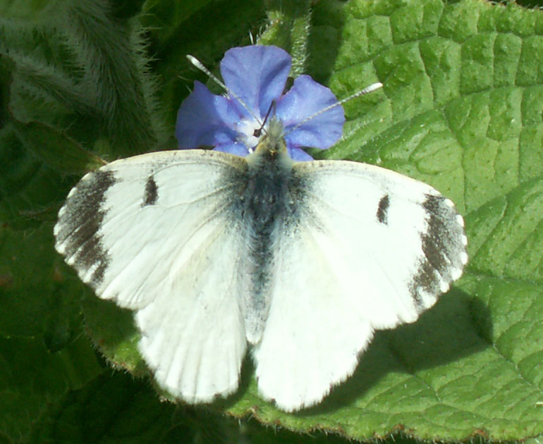 Female Orange-tip