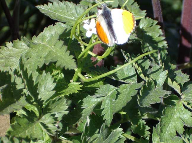 Male Orange Tip (Photograph by Andy Horton)