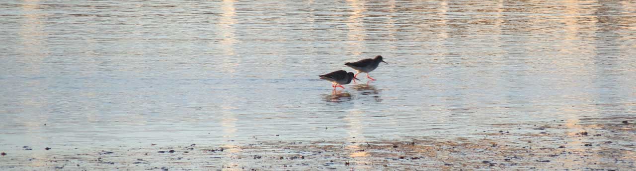 Redshanks