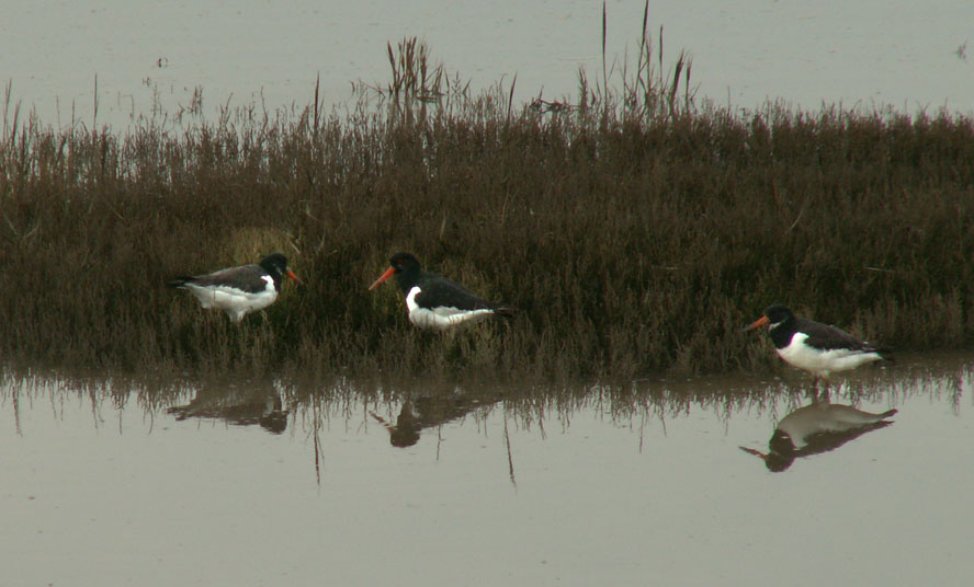 Oystercatchers