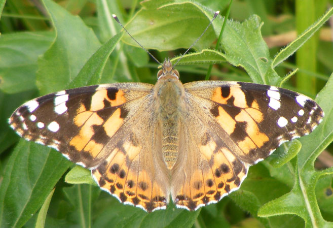 Painted Lady