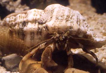 Common Hermit Crab in the shell of a Sting Winkle (Photograph by Andy Horton)