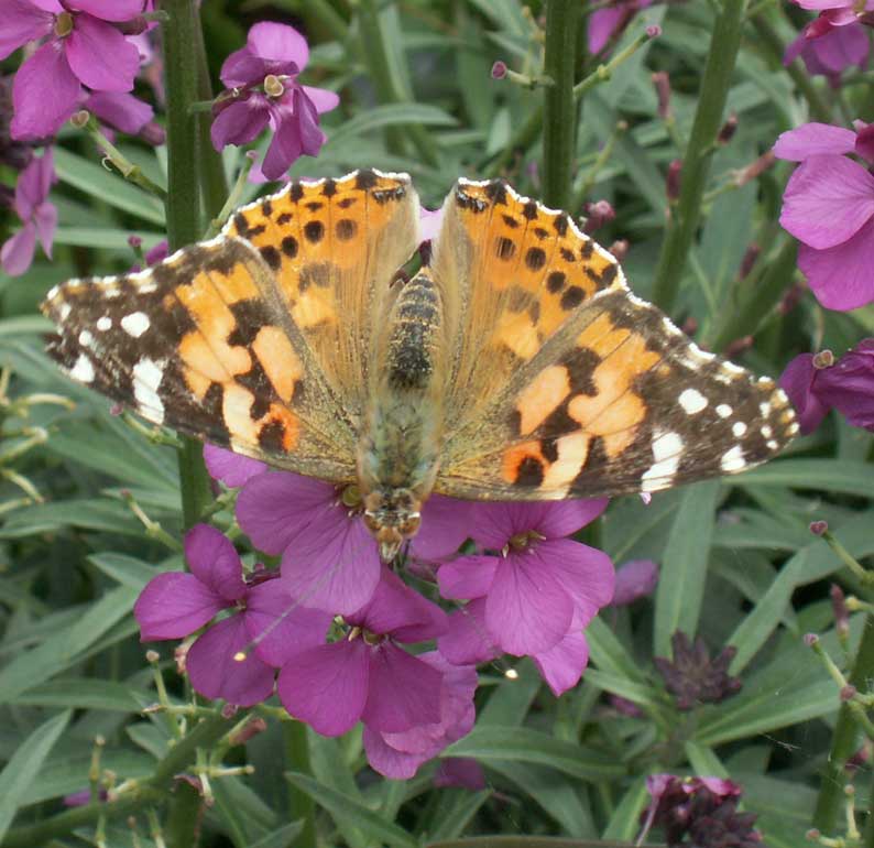 Painted Lady