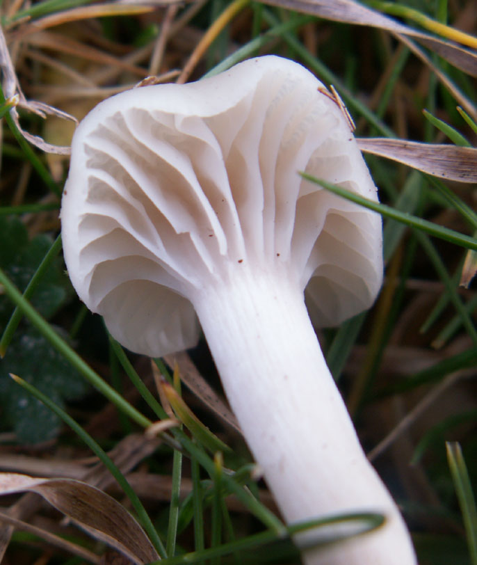 Pale Wax Cap