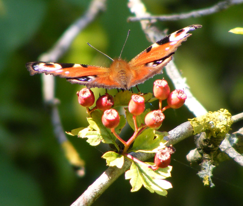 Peacock Butterfly on Hawthorn