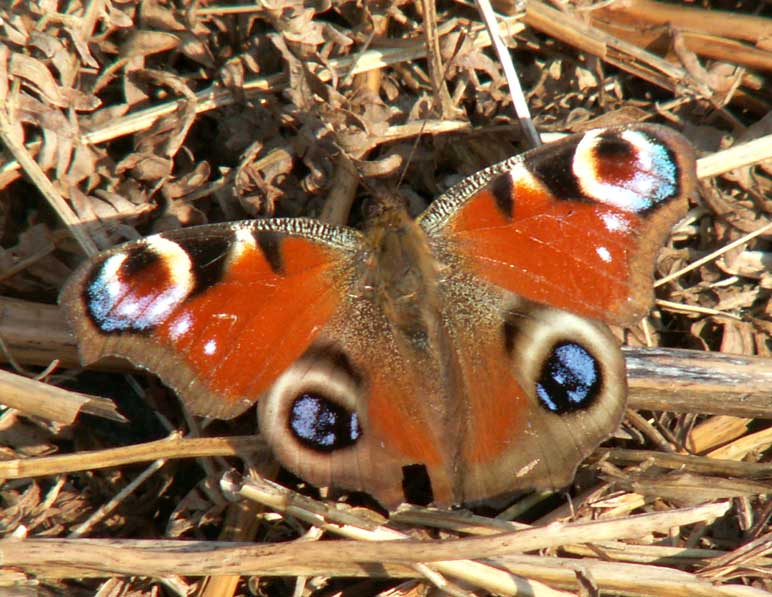 Peacock Butterfly  on the Waterworks Road