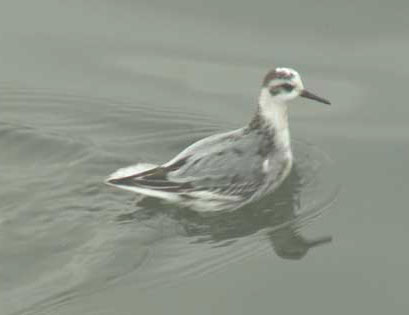 Grey Phalarope