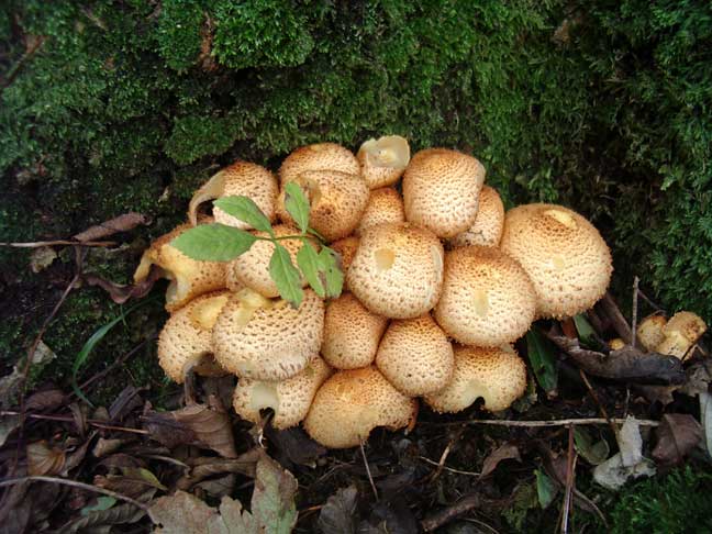 Pholiota