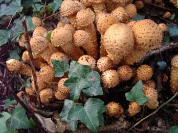 Shaggy Pholiota from the woods