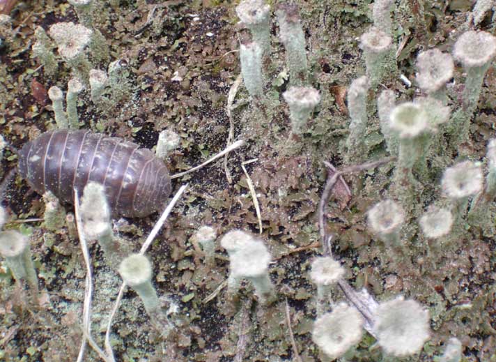 Pill Bug amongst the potentia of the Cladonia