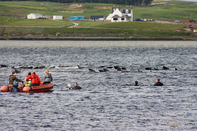 Rounding up the whales and coaxing them into deeper water