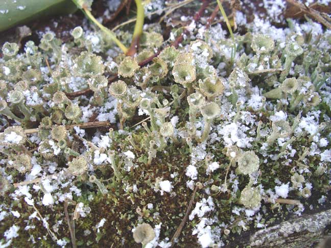 Pixie Cups in the Snow