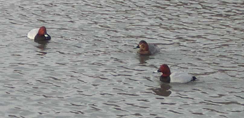 Pochards on Brooklands (Photograph by Andy Horton)