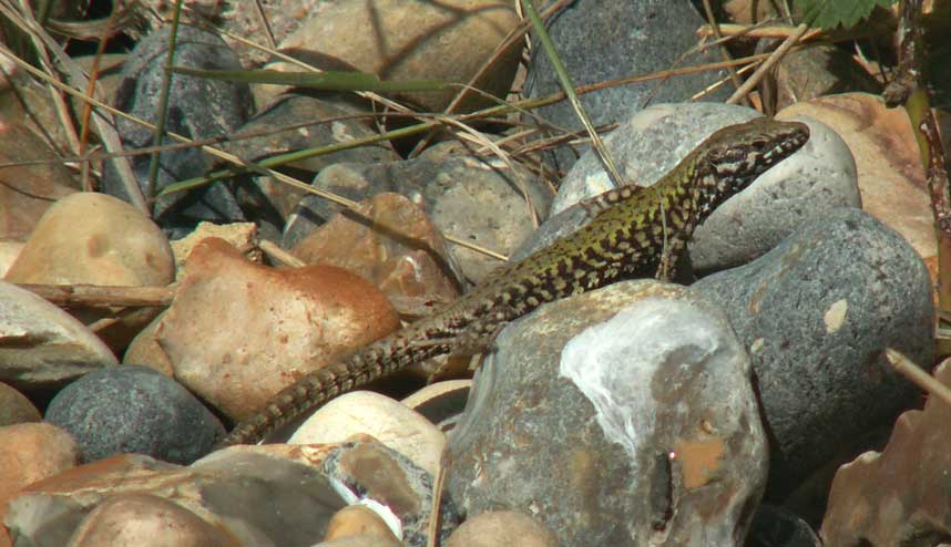 Wall Lizard