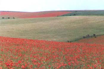 Poppies on the Downs (Photograph by Andy Horton)