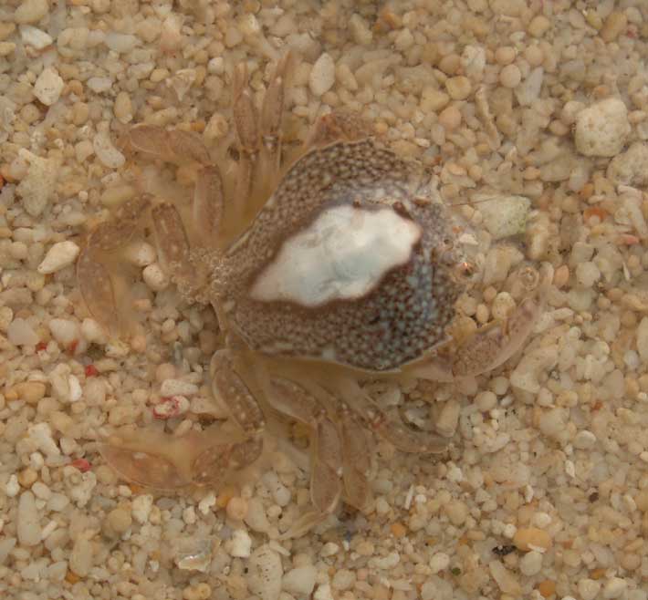 Portumnus latipes small crab