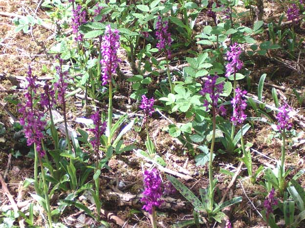 Early Purple Orchids (Photograph by Andy Horton)